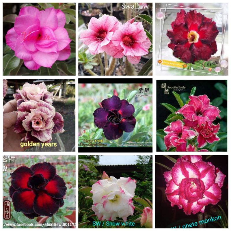 BIBIT Tanaman Bunga Kemboja Jepang - Adenium Bunga Tumpuk - Kamboja Jepang-2