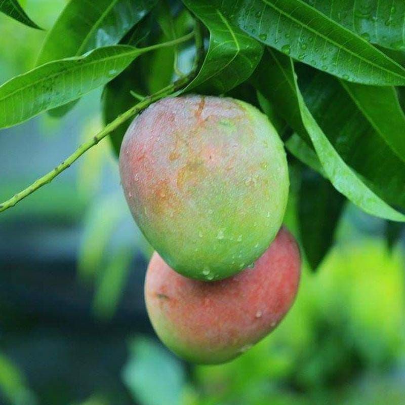 

mangga gedong gincu