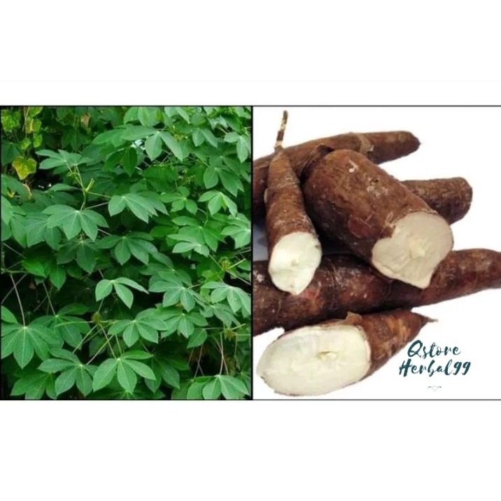 

1kg Umbi singkong karet