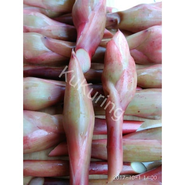 

BUNGA KECOMBRANG HONJE ROMBEH FRESH SEGAR