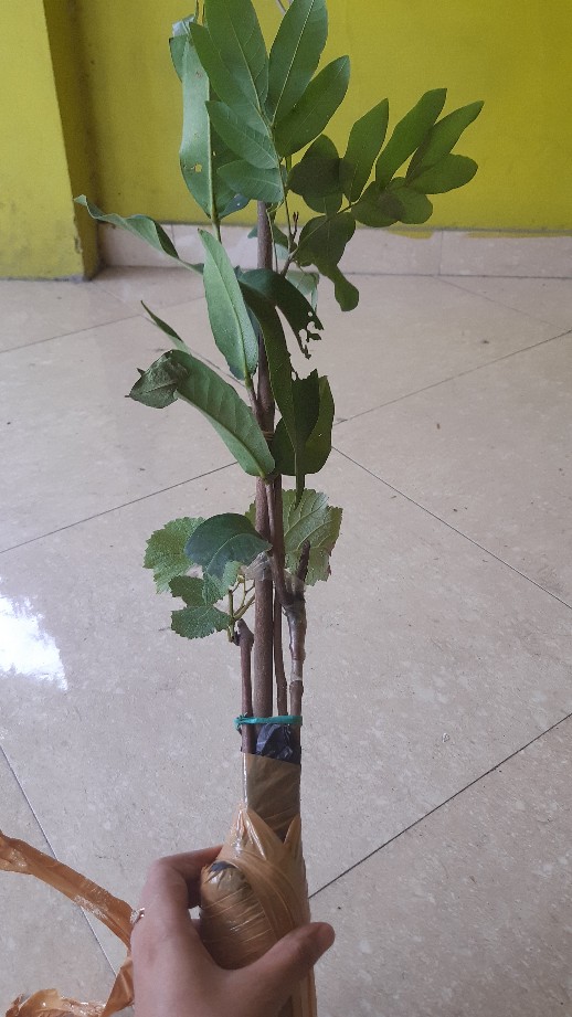 Bibit Kelengkeng Matalada Supermurah