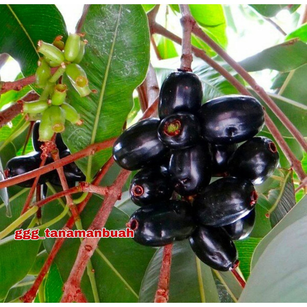 Bibit Juwet Hitam Jumbo Super Cepat Berbuah