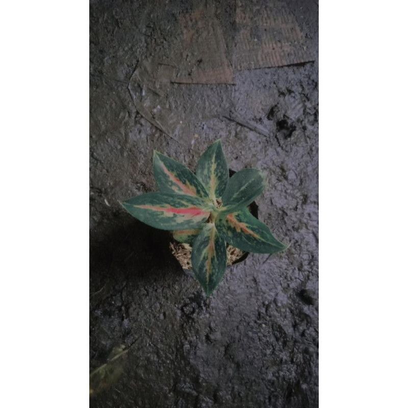 lbibit aglonema widuri anakan widuri size s