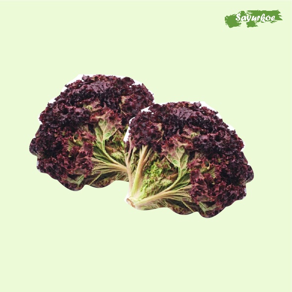 

Selada Keriting Merah 250gr