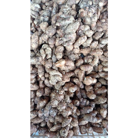 

Kencur Segar 500gr