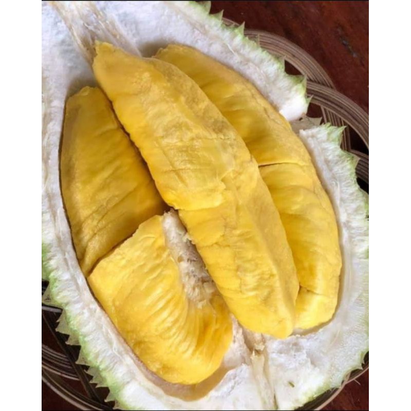 Bibit Durian Montong Super jumbo