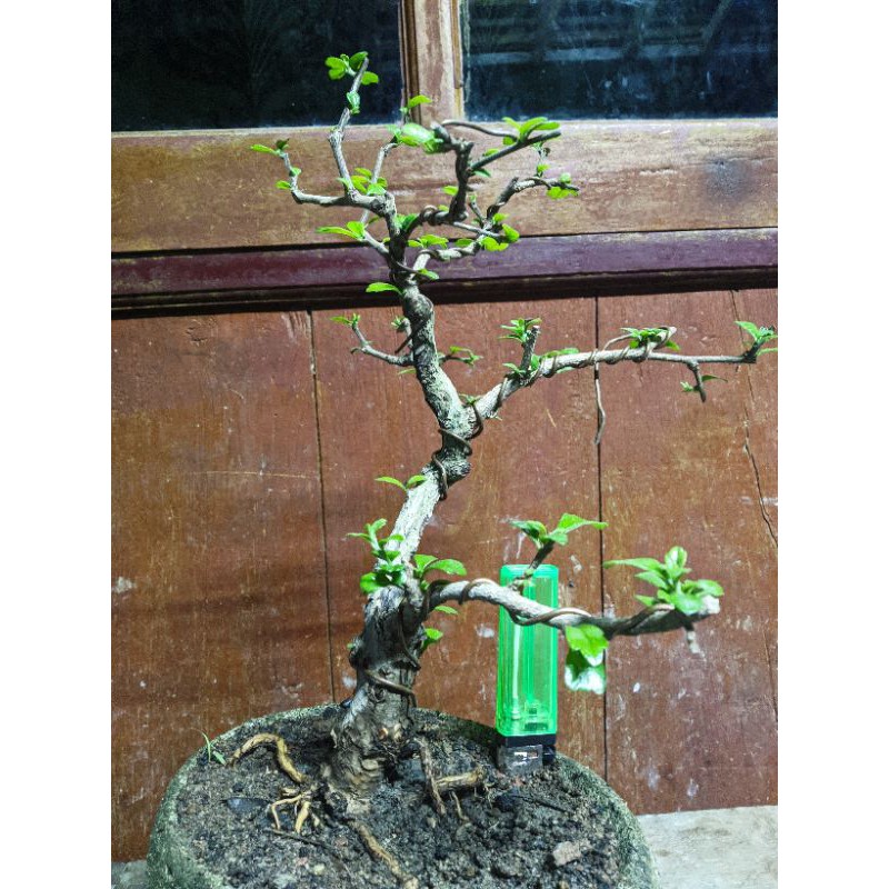 bahan bonsai mame hokiantea lokal karakter joss ✅ hampir jadi
