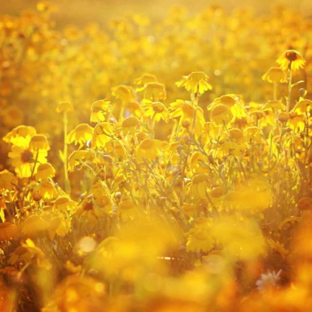 meyzeariskaoktaviani