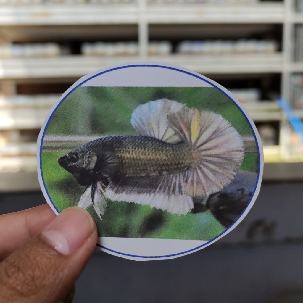 

STIKER DAN POSTER PLAKAT COPER SOLID 3K