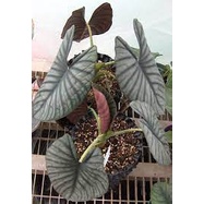 keladi regina / bonggol keladi regina segar/ promo regina murah