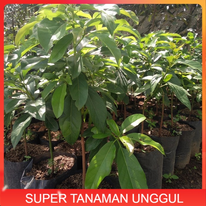 Bibit Tanaman Alpukat Miki - berbuah lebat