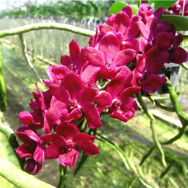 [ DEWASA ] Rhynchostylis gigantea 'Red'