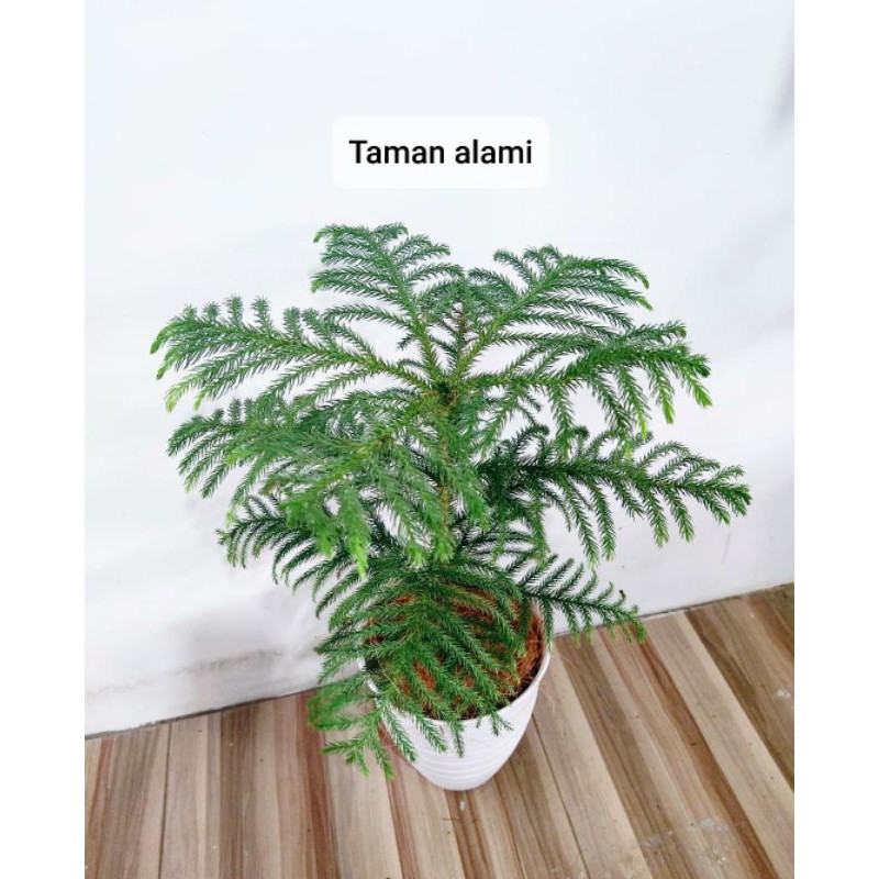 tanaman hias cemara norfolk - tanaman indoor cemara norfolk