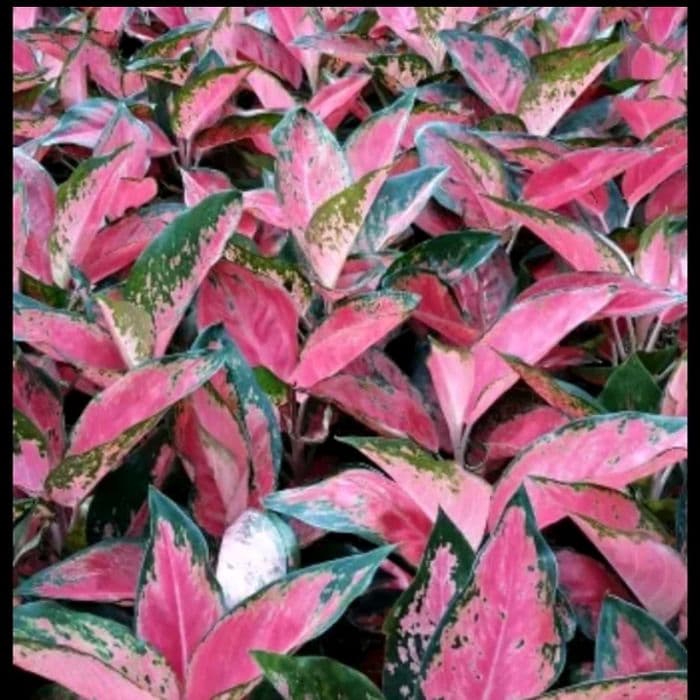 promo tanaman hias aglaonema kocin - aglonema pocin - aglaonema red khocin