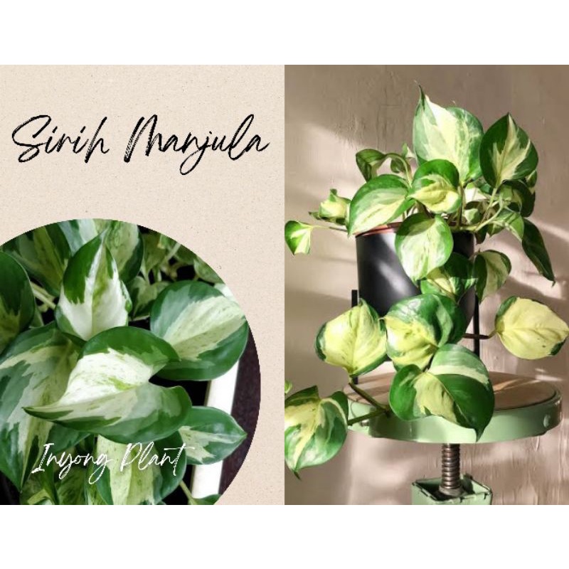 (STOK RIMBUN) Tanaman Hias Sirih Gading Manjula