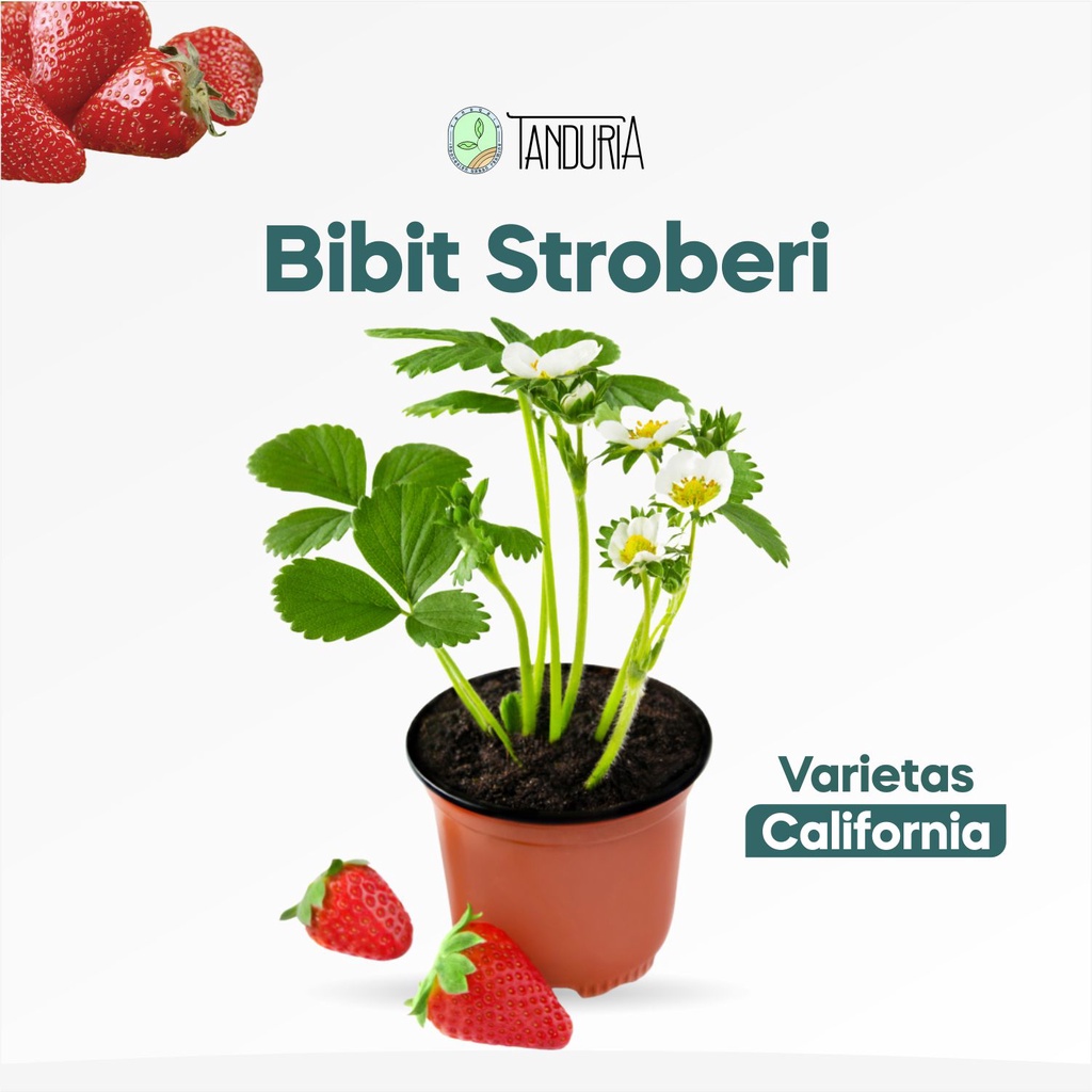 STRAWBERRY CALIFORNIA