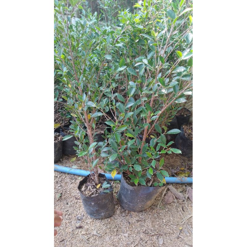 Bahan Bonsai Beringin Kimeng