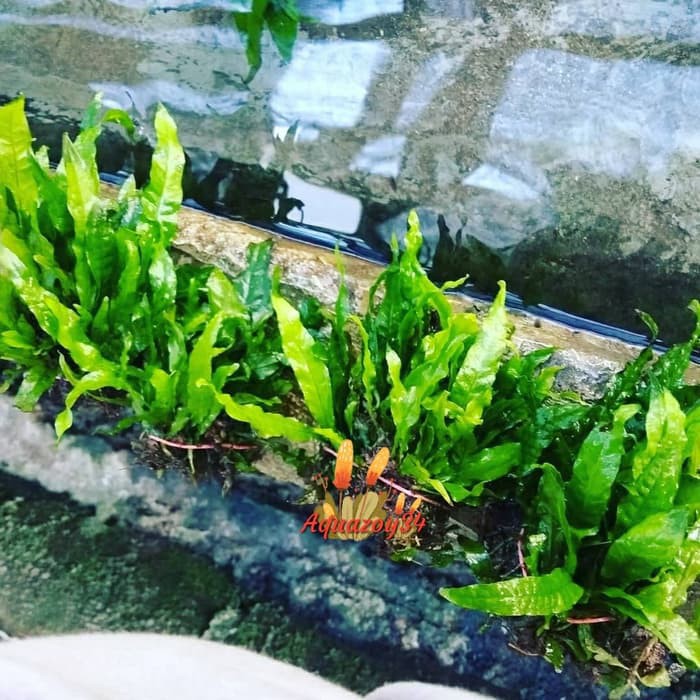 Kadaka Java Fern Tanaman Aquascape