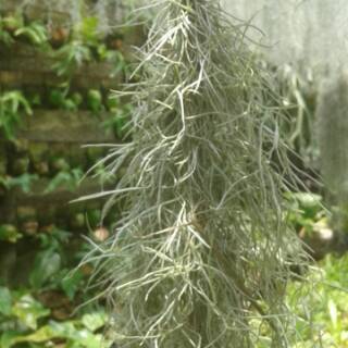 Tanaman hias rumbay tillandsia jenggot musa acir ekor kuda Tanaman hias rumbay tillandsia jenggot musa acir ekor kuda