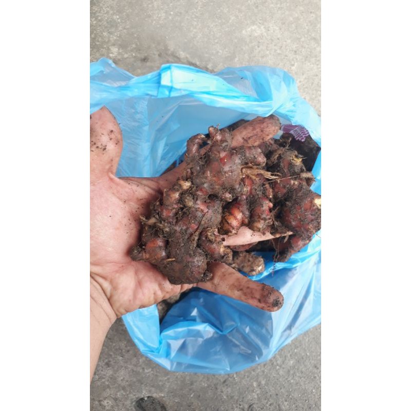 

Jahe Merah Asli