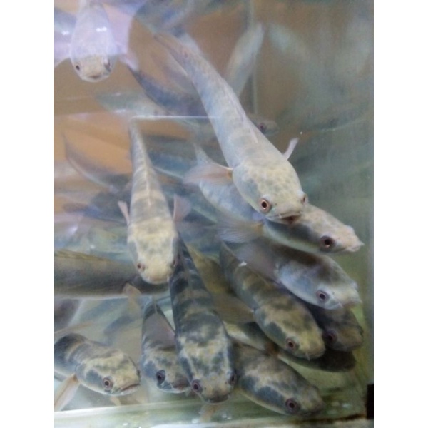 MARU YS 99 BAHAN PROGRES 15CM