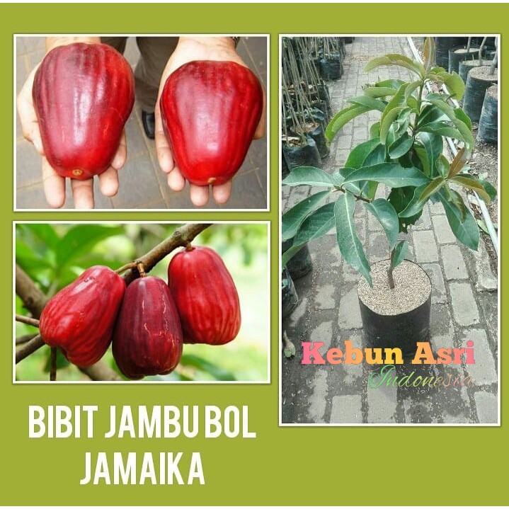 bibit jambu jamaika/ jambu bol/jambu darsono