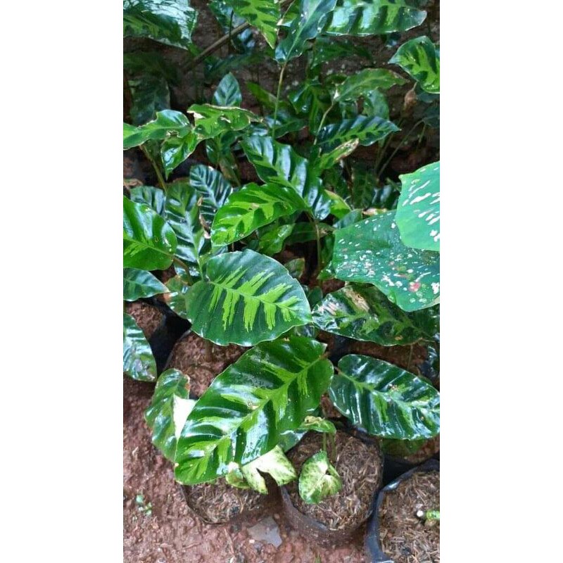 tanaman hias calathea intratuin