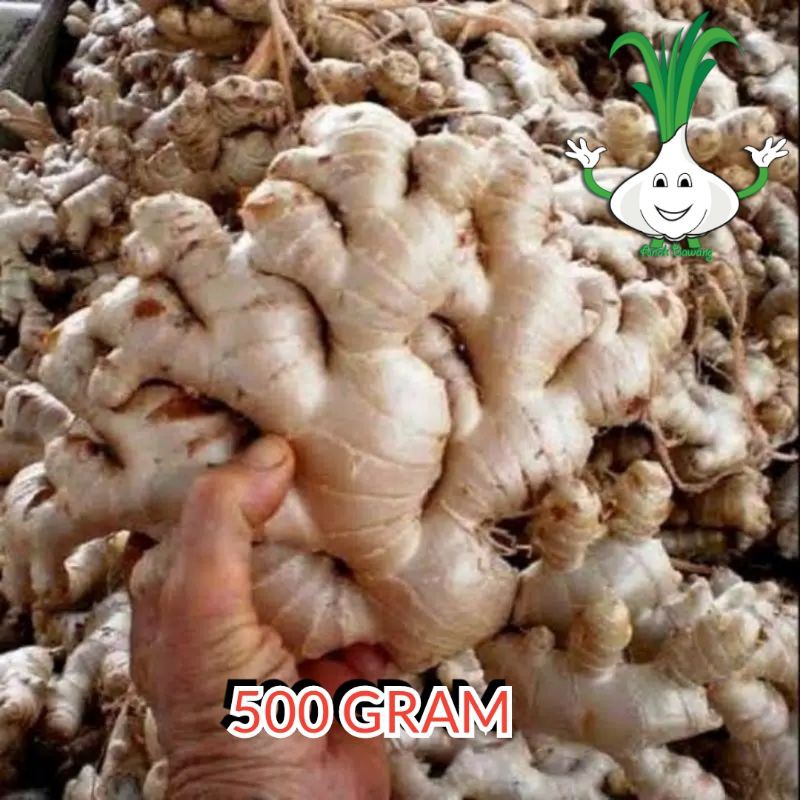 

500 gram jahe gajah segar