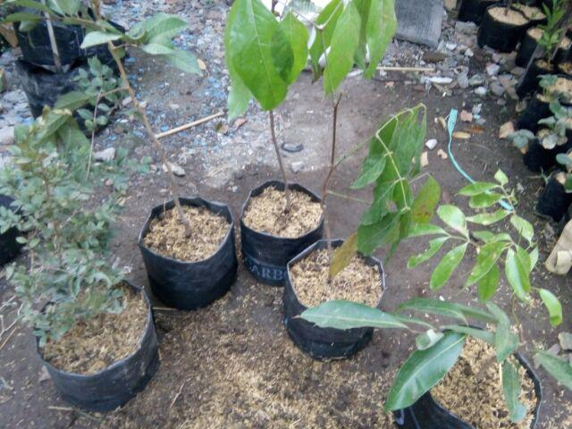 Bibit Leci Merah Asli