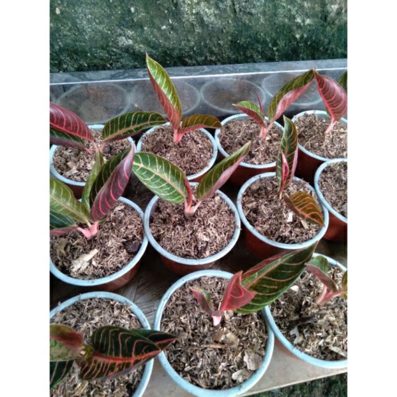 sepesial anakan aglonema red sumatra anakan