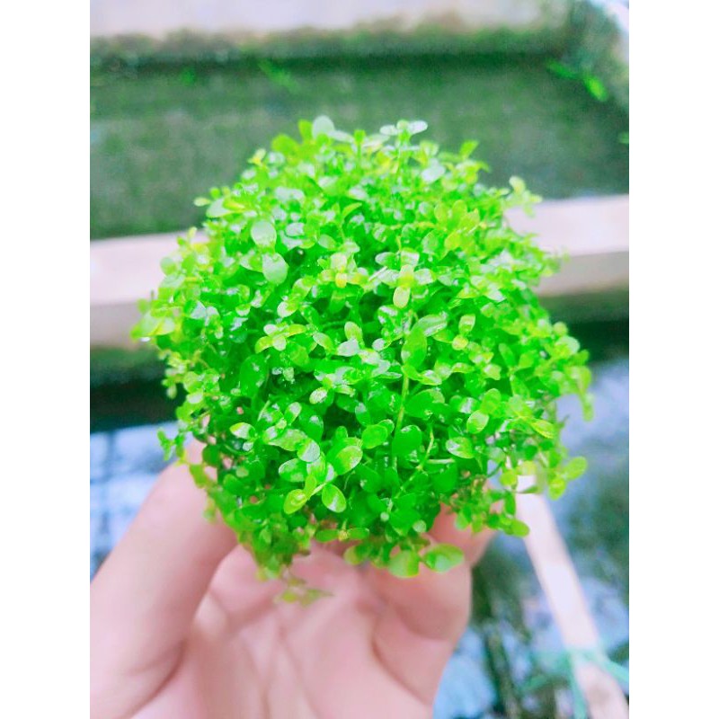 Monte Carlo media wabikusa tanaman aquascape