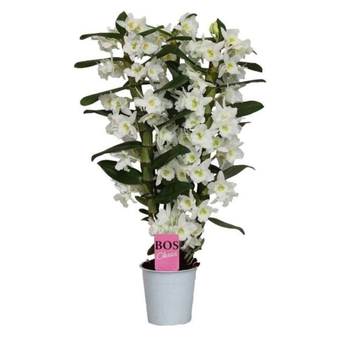 anggrek dendrobium nobile rimbun