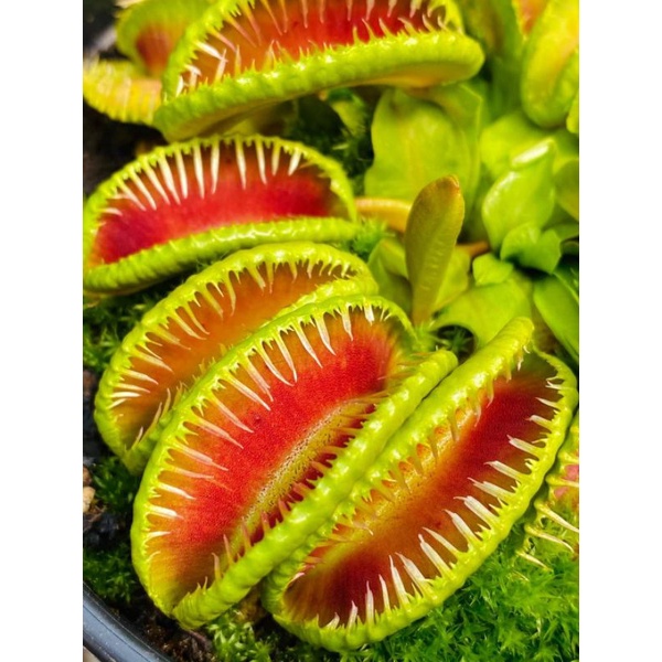 Tanaman Karnivora Venus FlyTrap Venusflytrap VFT VFT GJ Hellcat