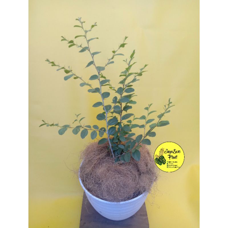 TANAMAN HIAS BIDARA ARAB/POHON BIDARA ARAB + POT PUTIH