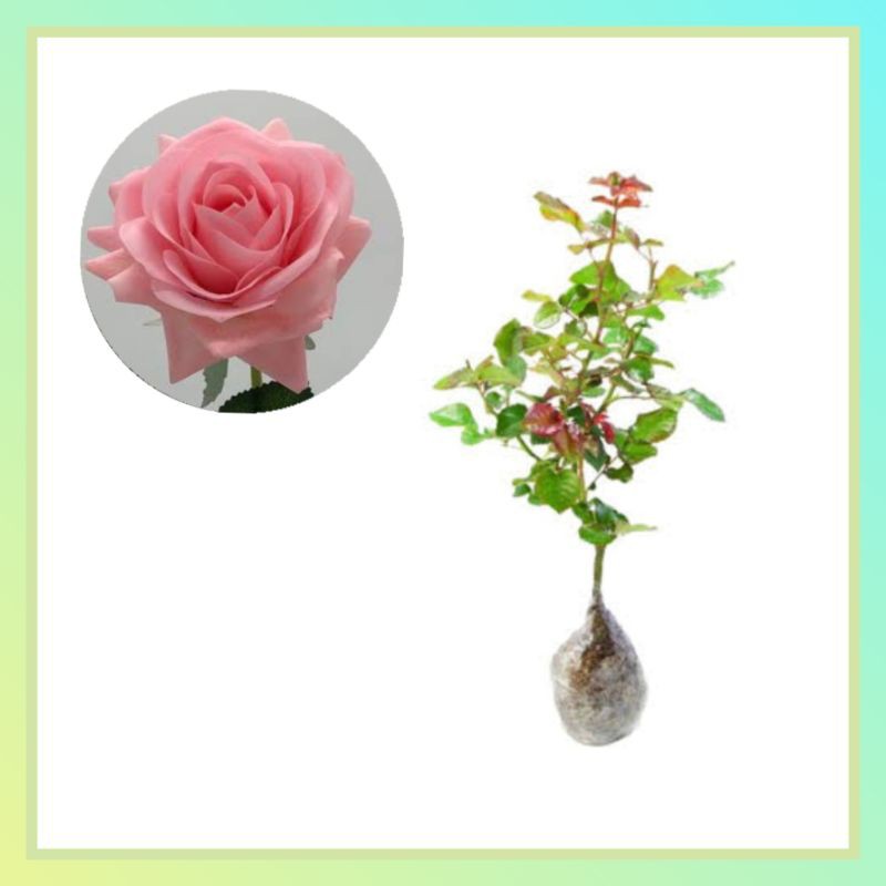 Bibit Tanaman hidup Bunga Mawar Pink