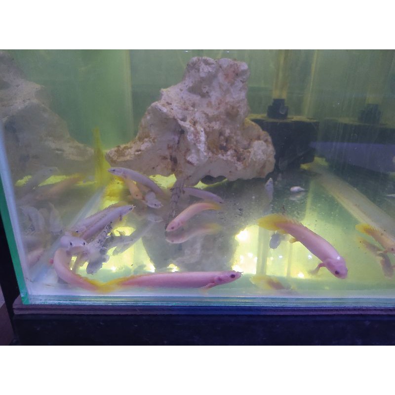 ikan palmas albino kecil
