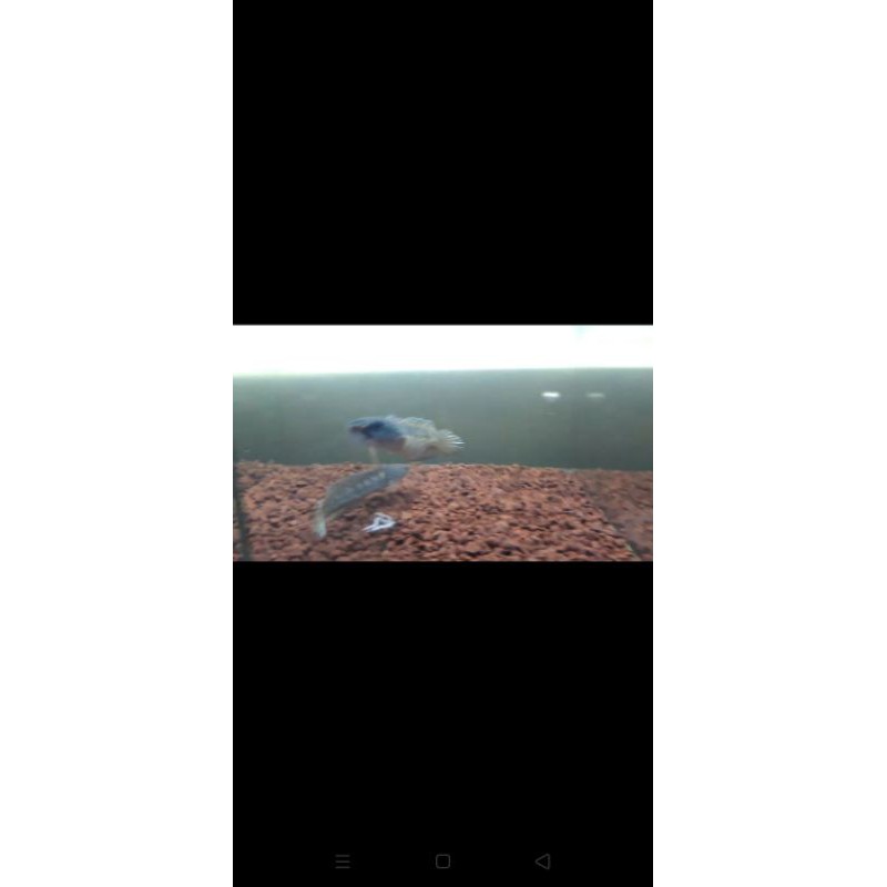 ikan channa auranti size 10-12cm & 15cm