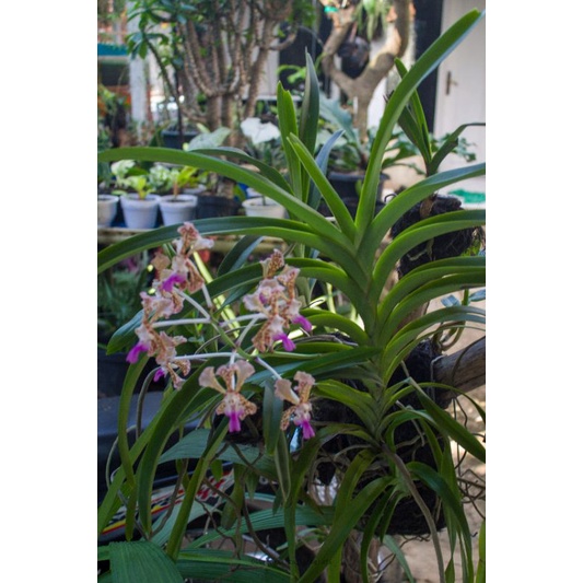 Anggrek Vanda Tricolor