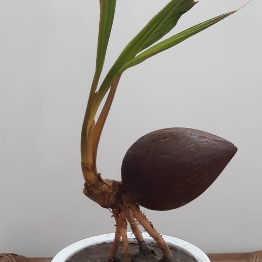 Bonkla Kelapa