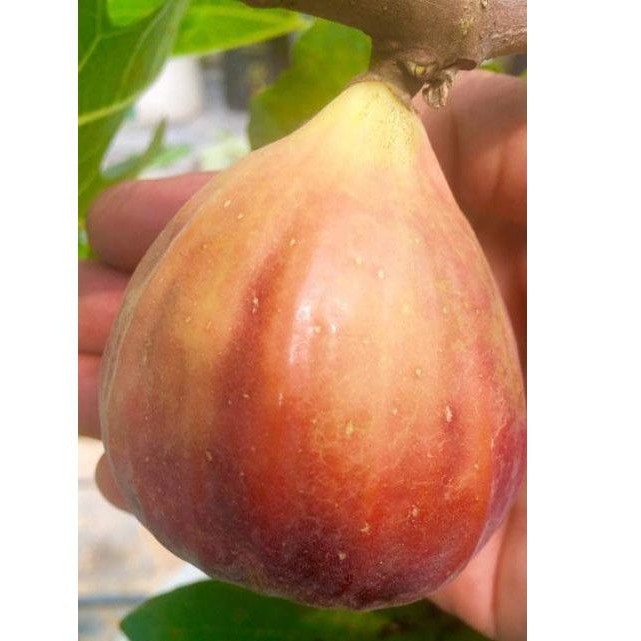 Bibit buah tin Super Jumbo bibit tin Suju genjah rajin berbuah