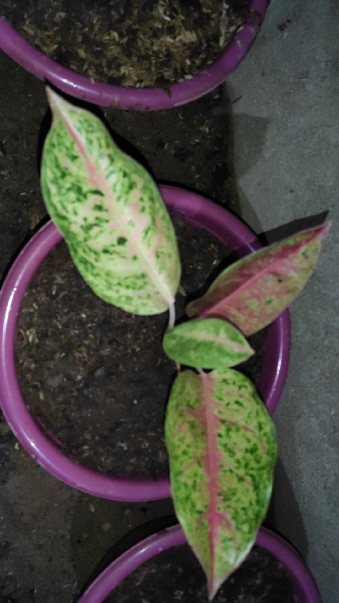 Paket 4 Batang Bibit Bunga Kamboja Jepang Adenium Triple Warna Terbaru 2019 Bonggol Besar