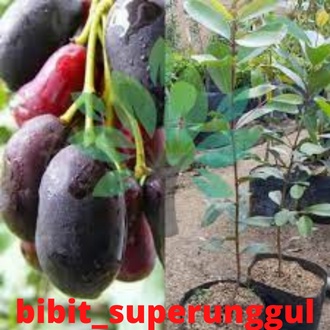 Bibit Buah Duwet Putih Duwet/Jamblang Hitam Asli Okulasi