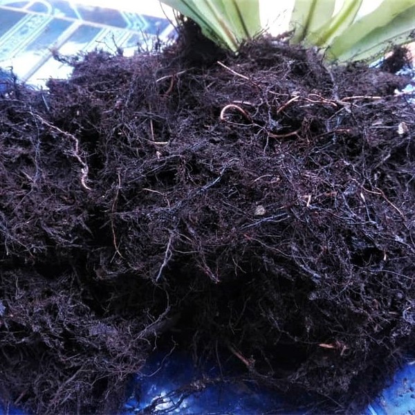 media moss hitam 500gr (akar kadaka) media tanam cangkok