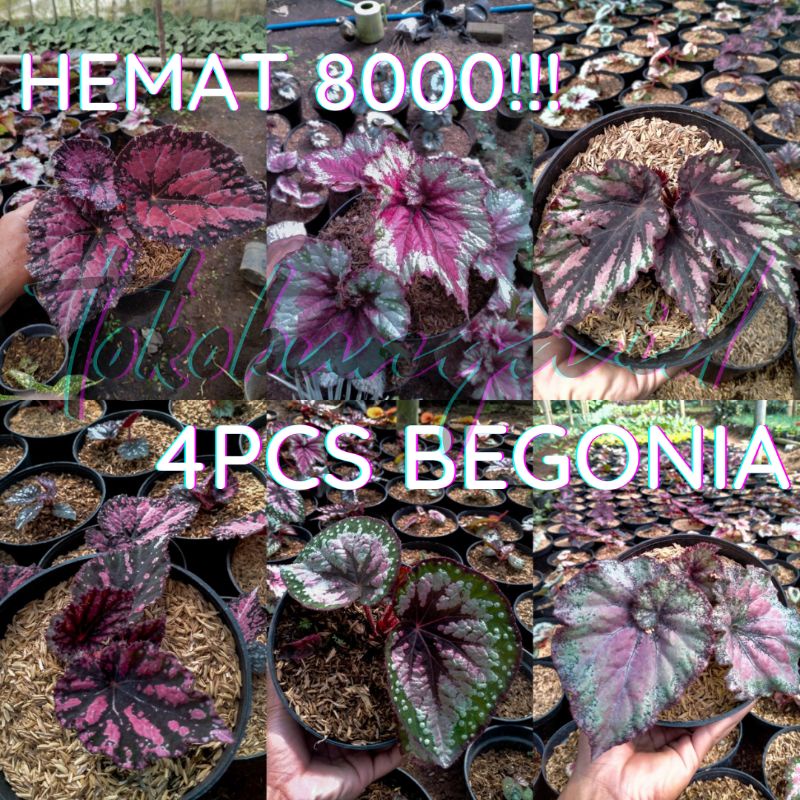 SIZE REMAJA PAKET 4PCS BEGONIA REX API POLKADOT REX RASPBERRY TORTE PELANGI MERAH KEONG PINK GARUDA 