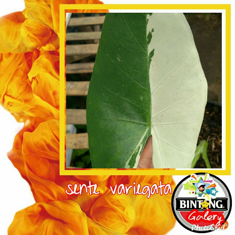 Alocasia macrorrhiza variegata / sente varigata
