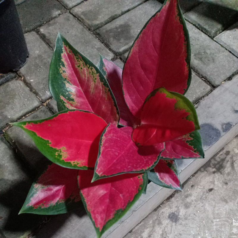 aglaonema suksom jaipong