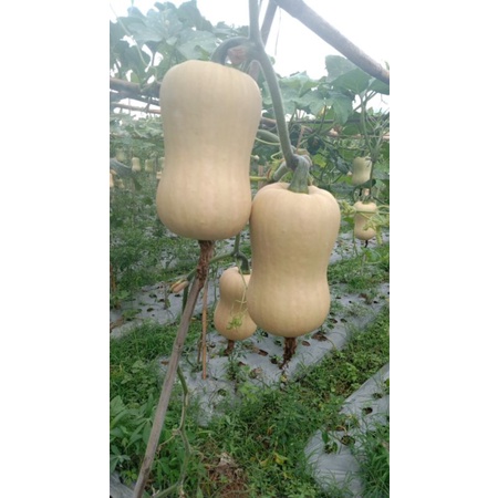 

labu madu pumkin batternut zequeline,