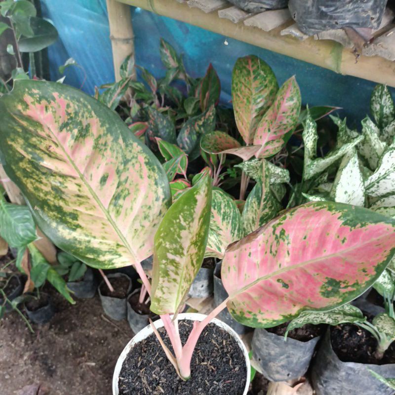 Aglonema red kocin 3.5 daun promo