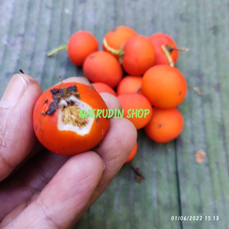 

[Fresh] BIBIT BIJI TERONG PARI 200 BIJI BIBIT TERONG PARI BIBIT BIJI TERONG DURI BIBIT TERONG DURI