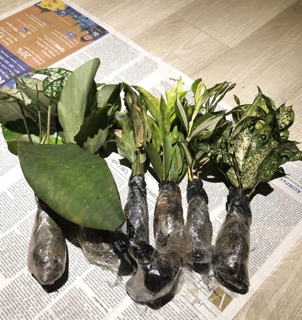 Tanaman Hias Calathea Merak Kencur
